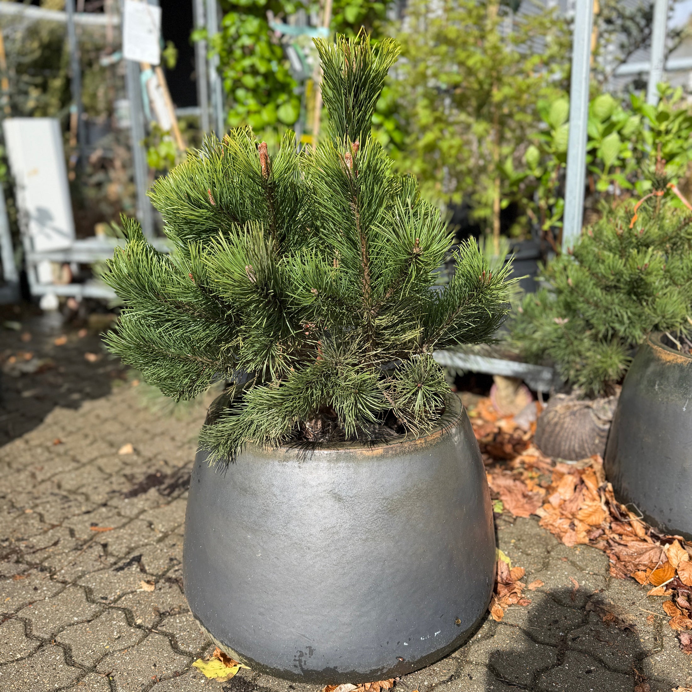 Second Hand Bjergfyr – Pinus mugo 90 cm i Cementkrukke fra Århus