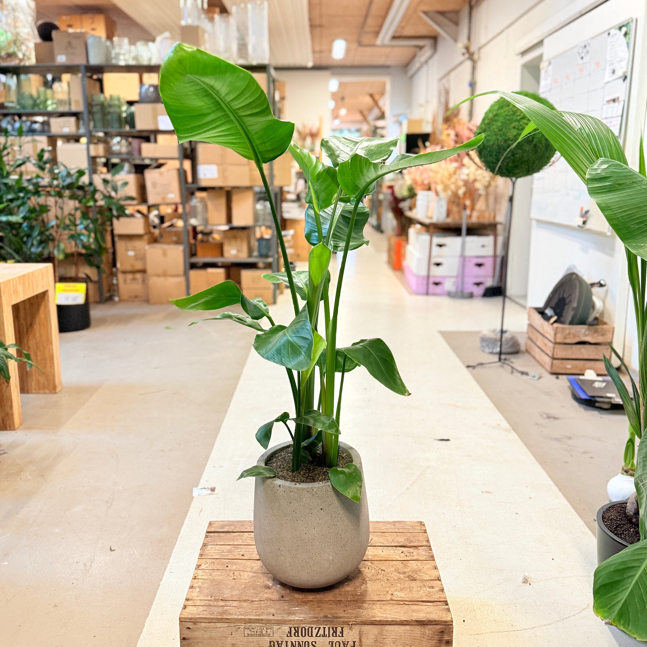 Strelitzia (Strelitzia nicolai) i cementkrukke – ca. 120 cm - 5 stk.