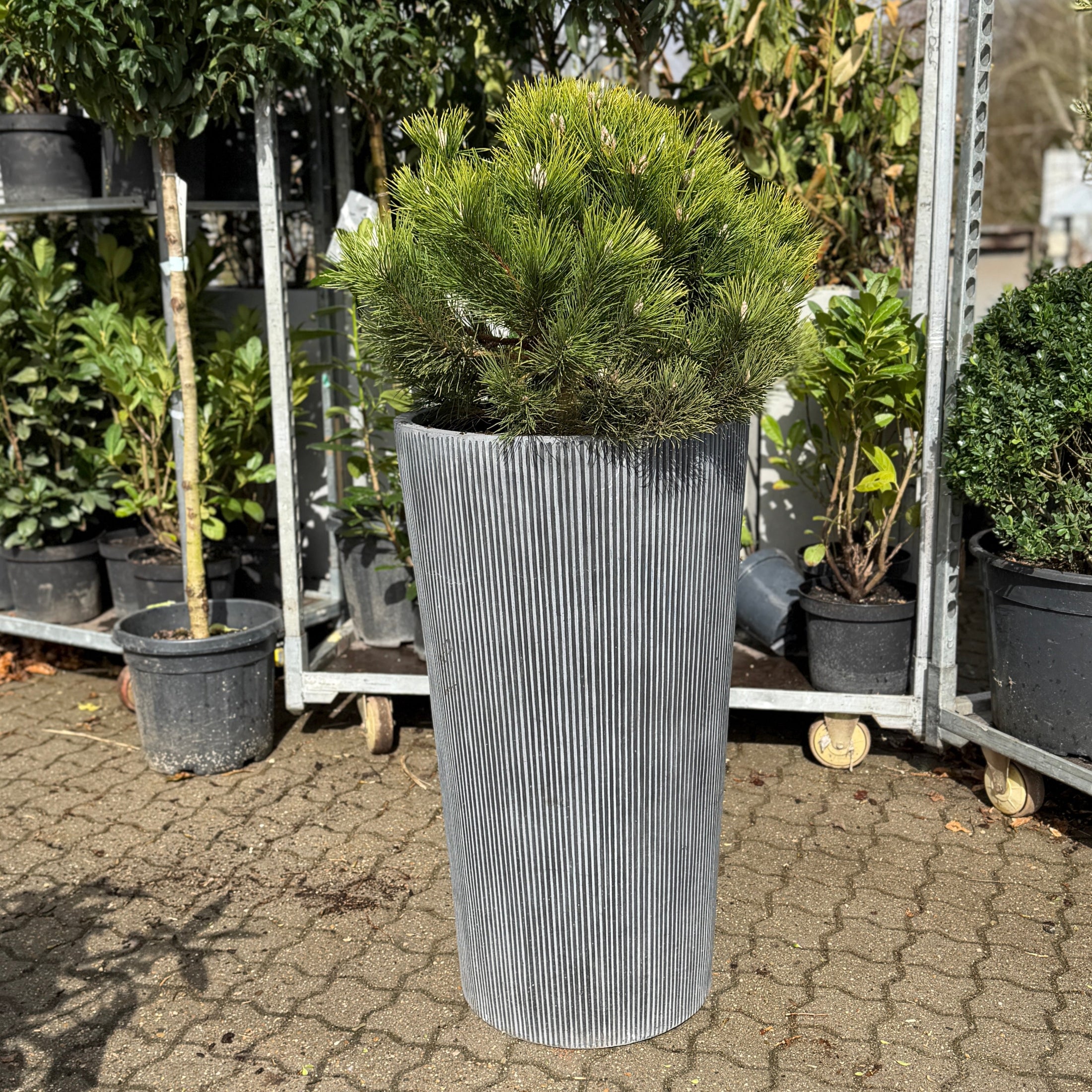 Second Hand Bjergfyr – Pinus mugo 130 cm i Høj Rillet Krukke fra Århus