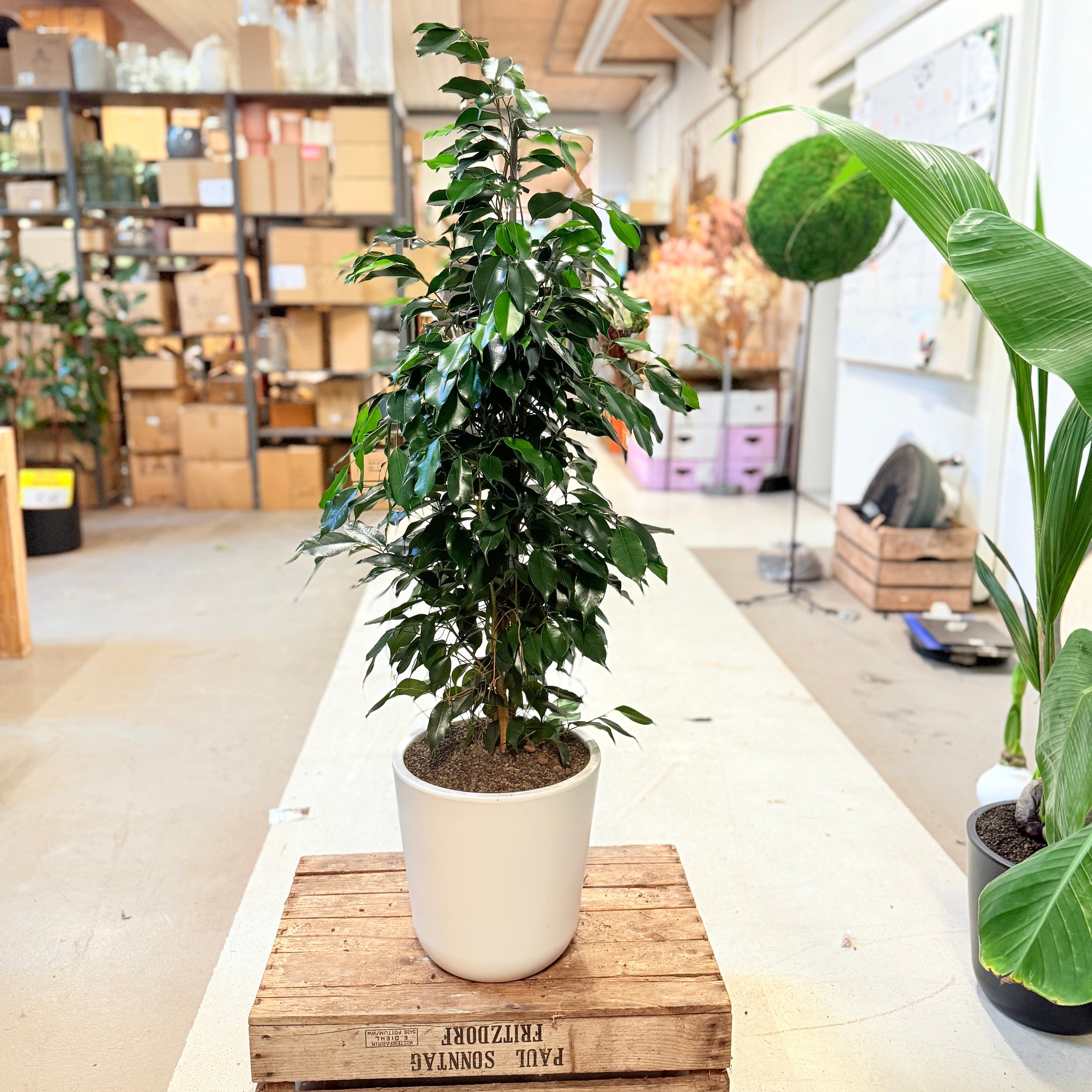 Stuebirk (Ficus benjamina) i hvid kvalitetskrukke – ca. 110 cm - 3 stk