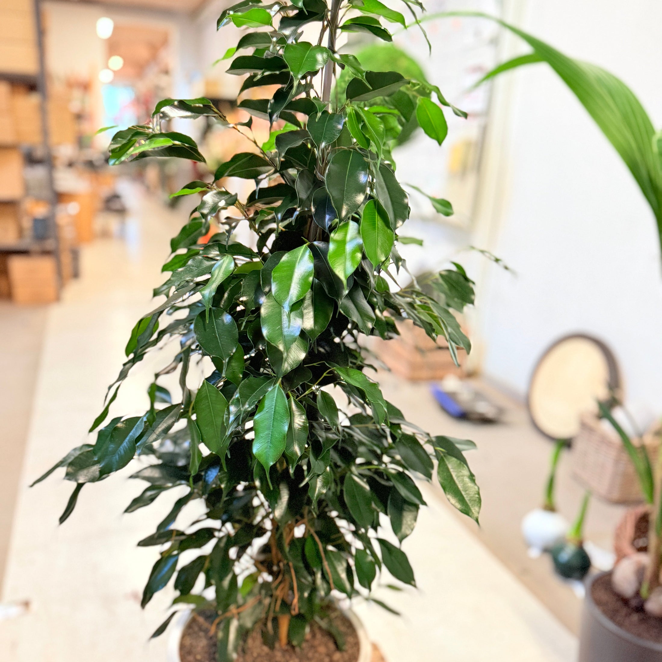 Stuebirk (Ficus benjamina) i hvid kvalitetskrukke – ca. 110 cm - 3 stk