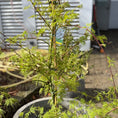 Indlæs billede i gallerivisning, Second Hand Japansk Løn – Acer palmatum 120 cm i Cementkrukke fra Århus
