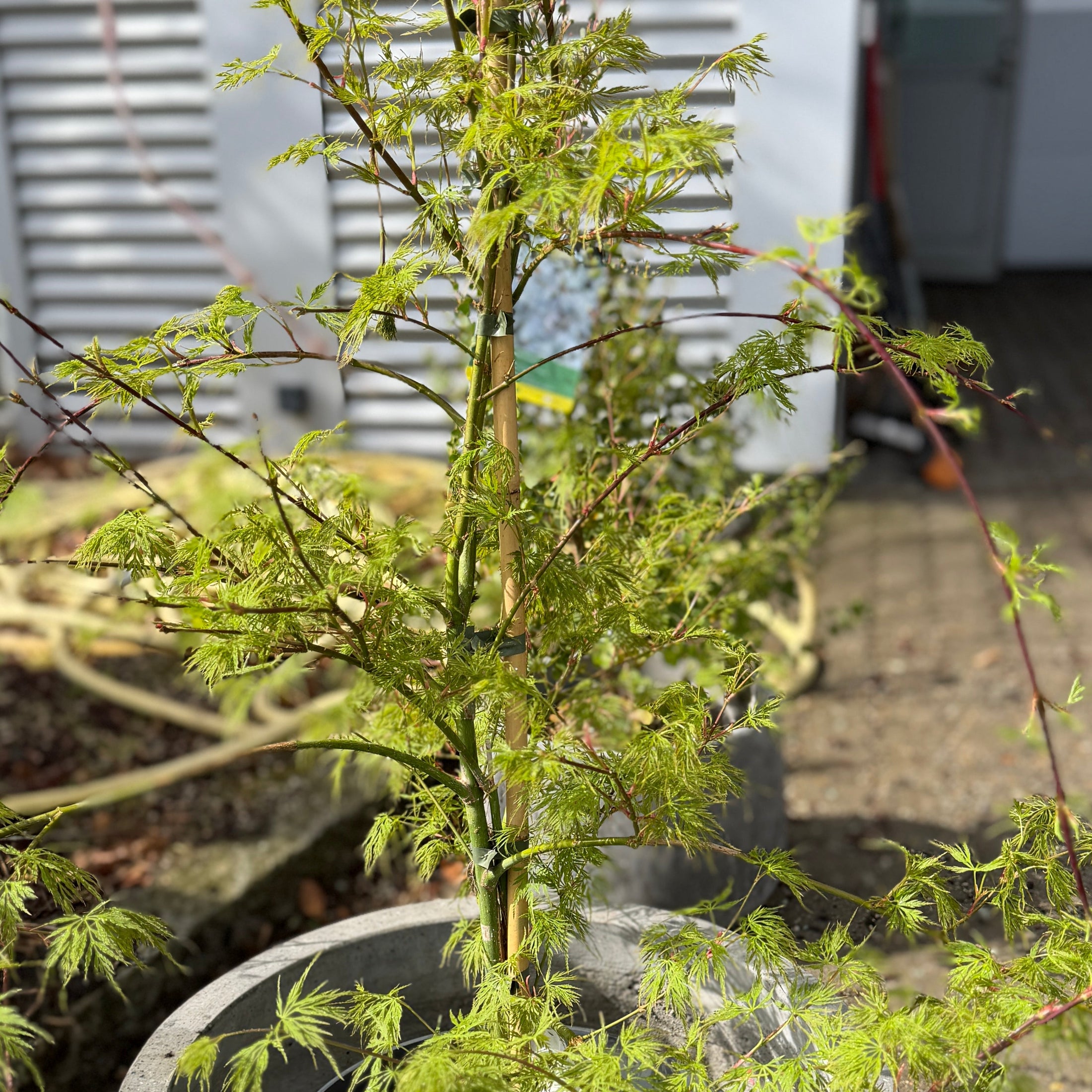 Second Hand Japansk Løn – Acer palmatum 120 cm i Cementkrukke fra Århus