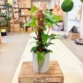 Indlæs billede i gallerivisning, Philodendron Red Emerald (Philodendron erubescens) på mosstok – ca. 85 cm
