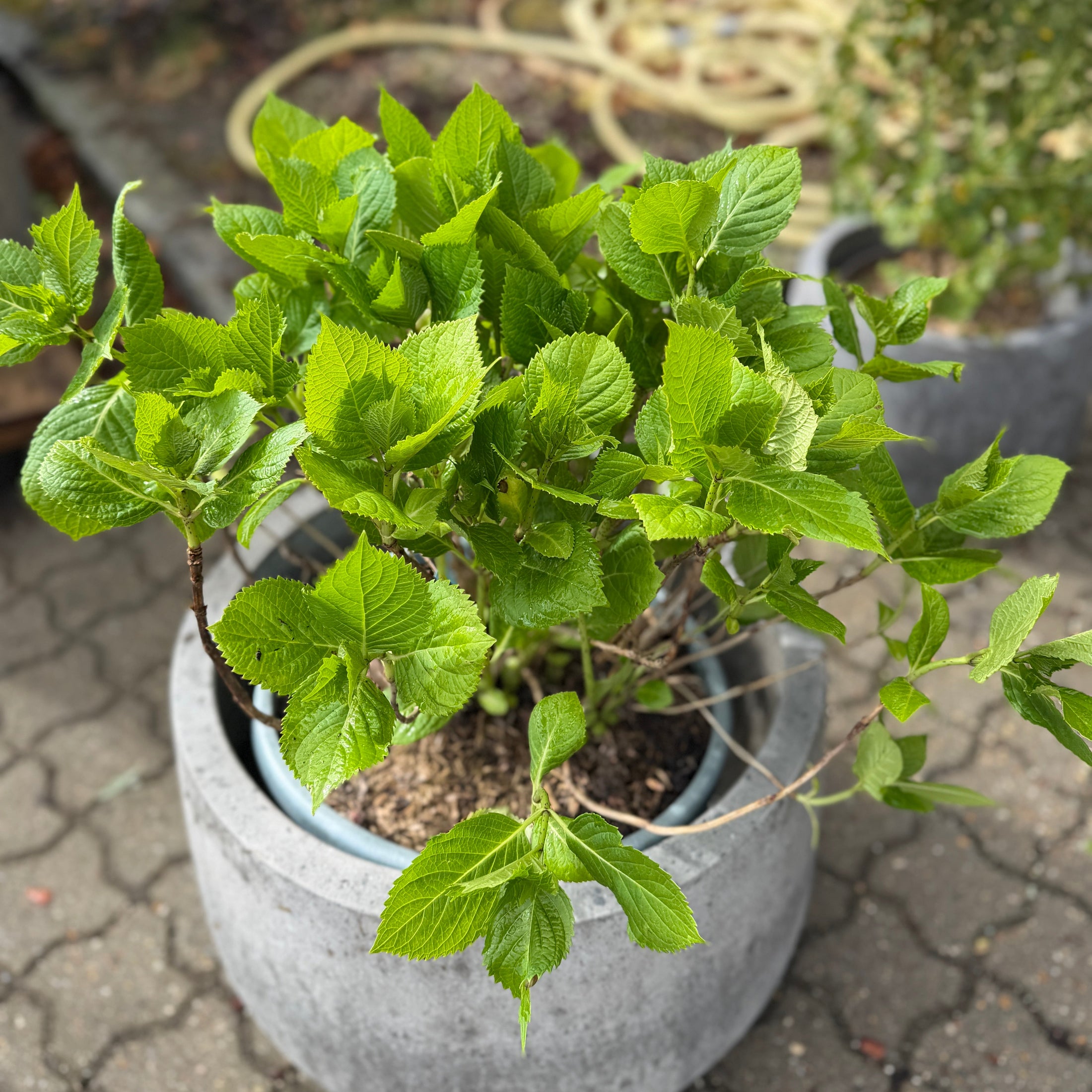 Second Hand Hortensia – Hydrangea macrophylla 70 cm i Cementkrukke fra Århus