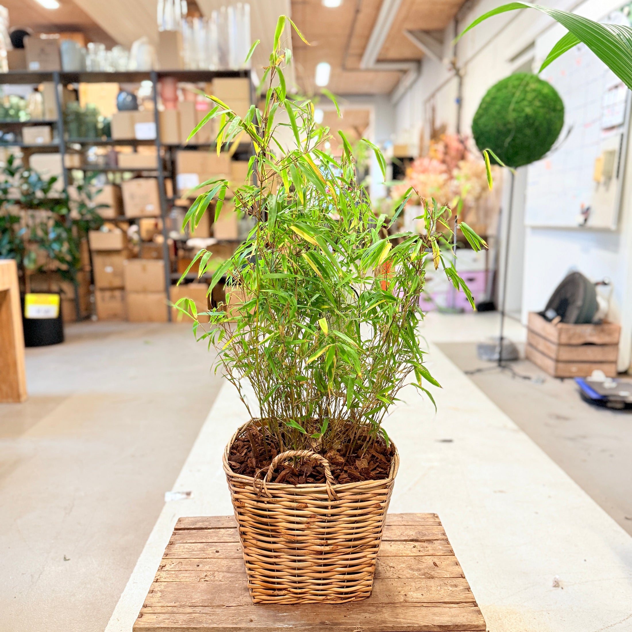 Bambus (Bambusa) i fletkurv – ca. 90 cm