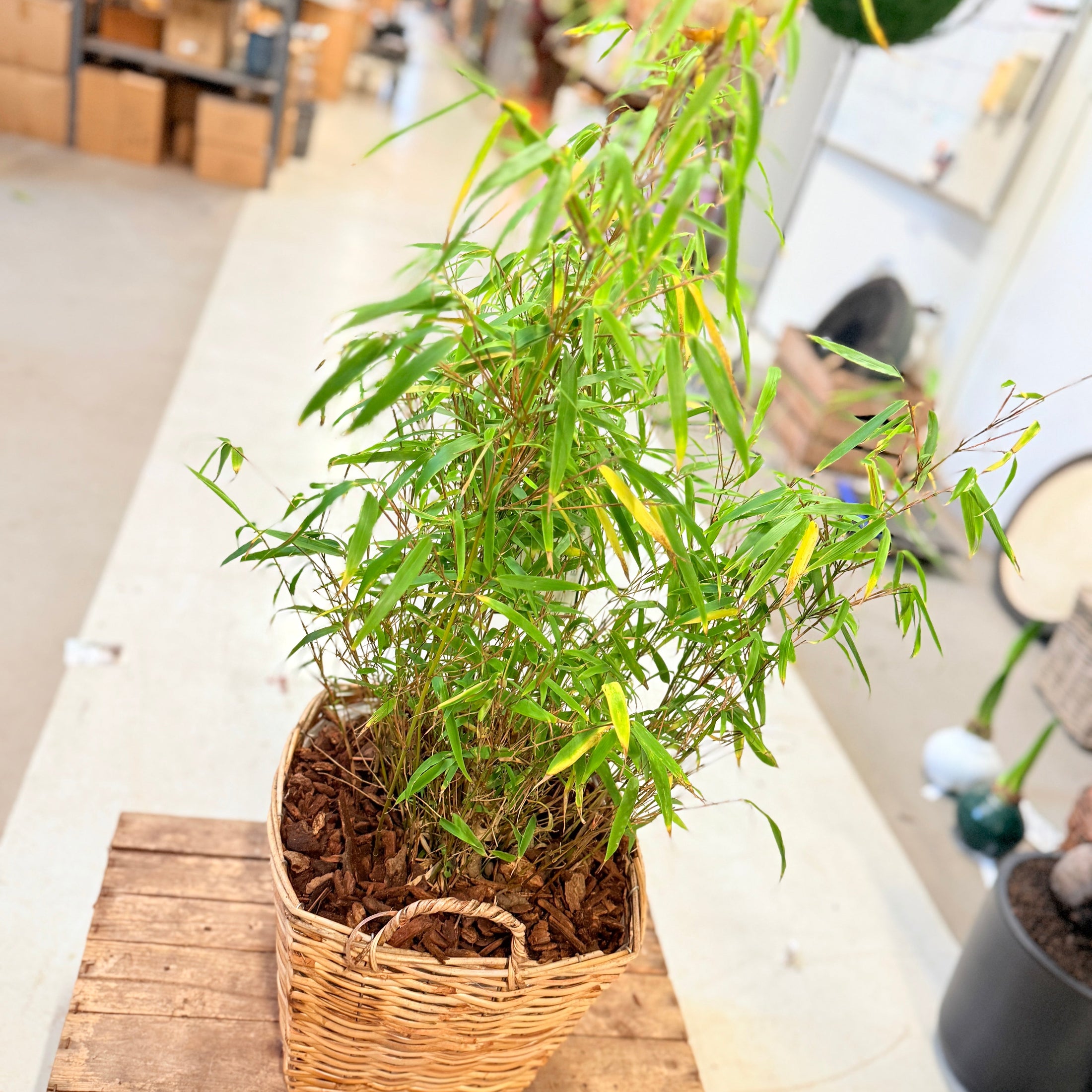 Bambus (Bambusa) i fletkurv – ca. 90 cm