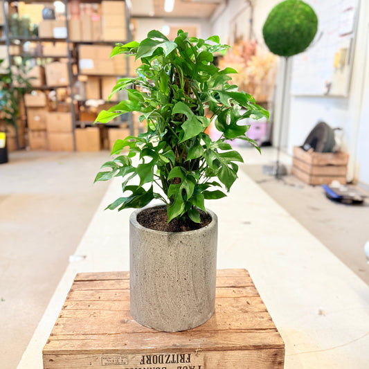 Mini Monstera (Rhaphidophora tetrasperma) – 80 cm høj i cementkrukke