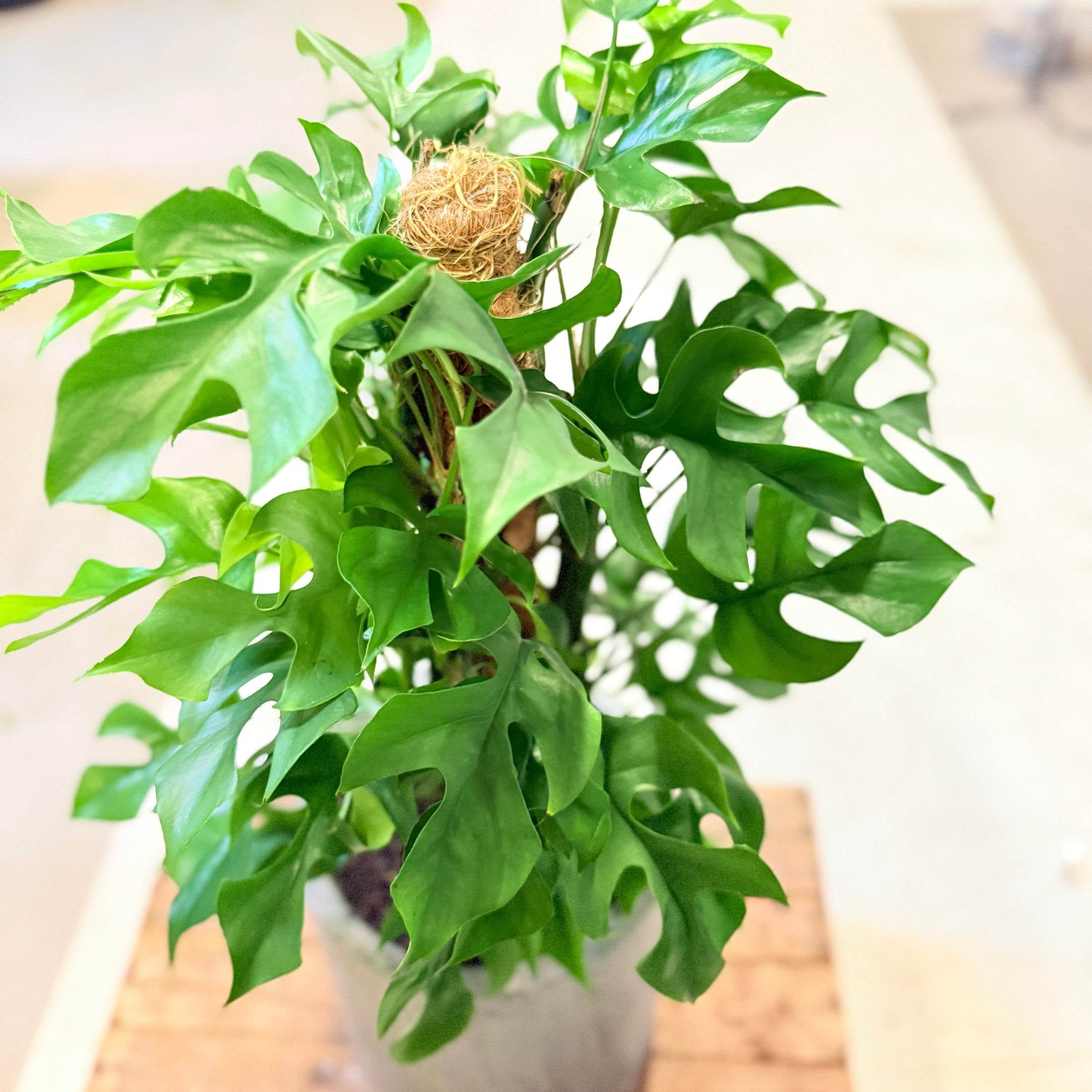 Mini Monstera (Rhaphidophora tetrasperma) – 80 cm høj i cementkrukke