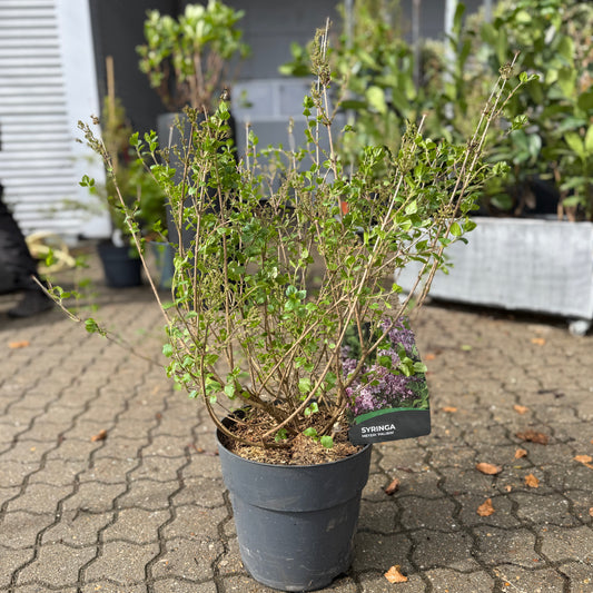 Dværgsyren – Velduftende og Blomstringsrig Busk med Kompakt Vækst (Syringa meyeri 'Palibin', ca. 70–80 cm)