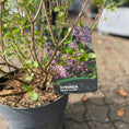 Indlæs billede i gallerivisning, Dværgsyren – Velduftende og Blomstringsrig Busk med Kompakt Vækst (Syringa meyeri 'Palibin', ca. 70–80 cm)
