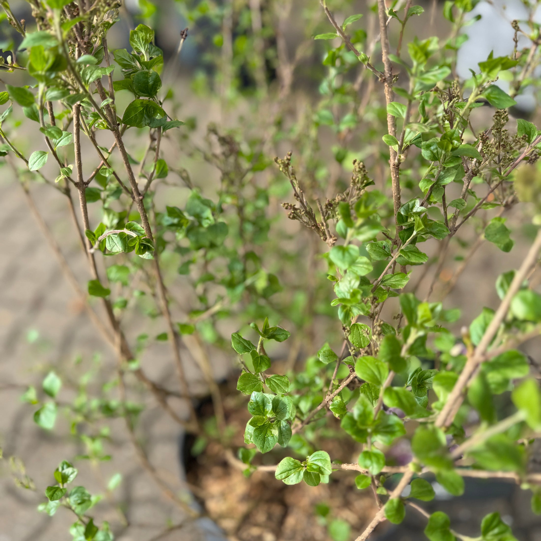 Dværgsyren – Velduftende og Blomstringsrig Busk med Kompakt Vækst (Syringa meyeri 'Palibin', ca. 70–80 cm)