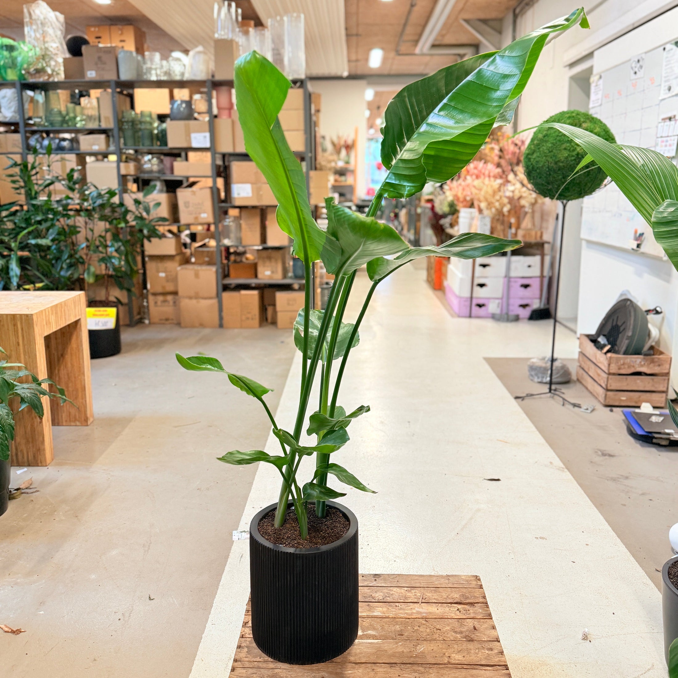 Hvid Paradisfugl (Strelitzia nicolai) – 130 cm i sort krukke