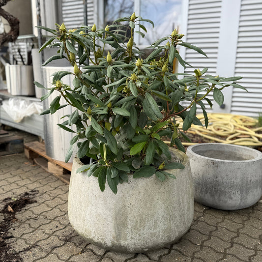 Second Hand Rhododendron – Blomstrende Hybrid 95 cm i Cementkrukke fra Århus