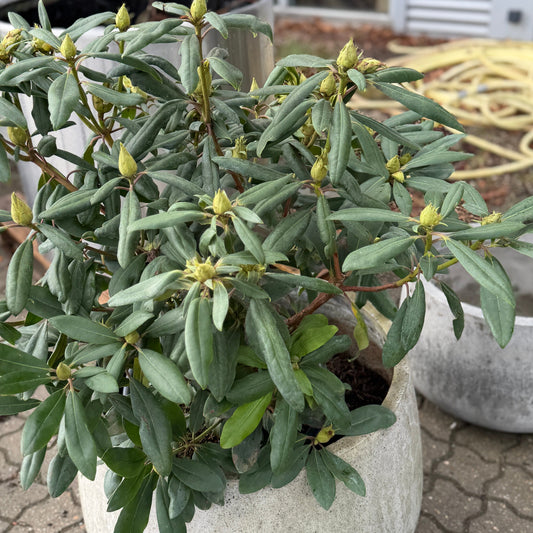 Second Hand Rhododendron – Blomstrende Hybrid 95 cm i Cementkrukke fra Århus