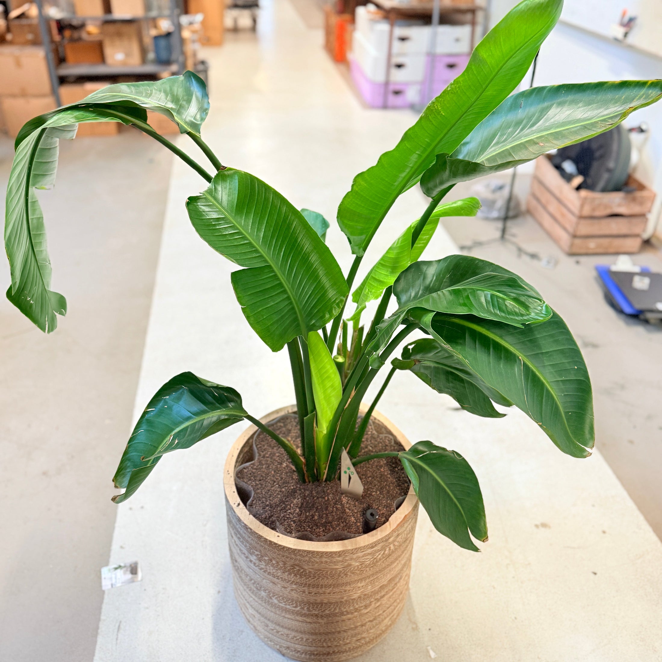 Strelitzia nicolai (Hvid Paradisfugl) – 70 cm i naturkrukke – fra Randers Business Awards