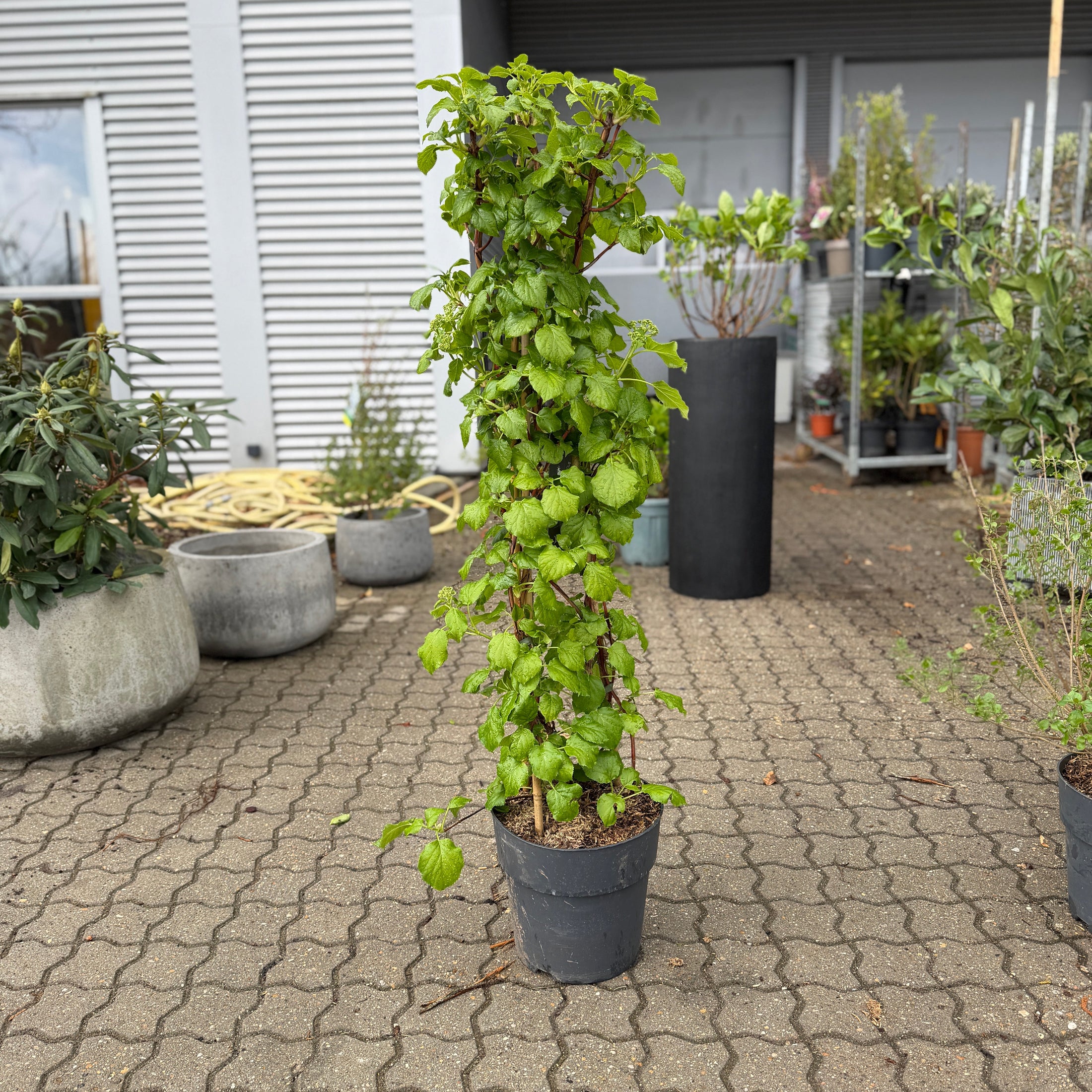 Klatrehortensia – Elegant Klatreplante med Hvide Blomster til Væg og Hegn (Hydrangea anomala petiolaris, ca. 110–120 cm)