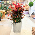 Indlæs billede i gallerivisning, Croton (Codiaeum variegatum) – 110 cm i cementkrukke – fra Randers Business Awards
