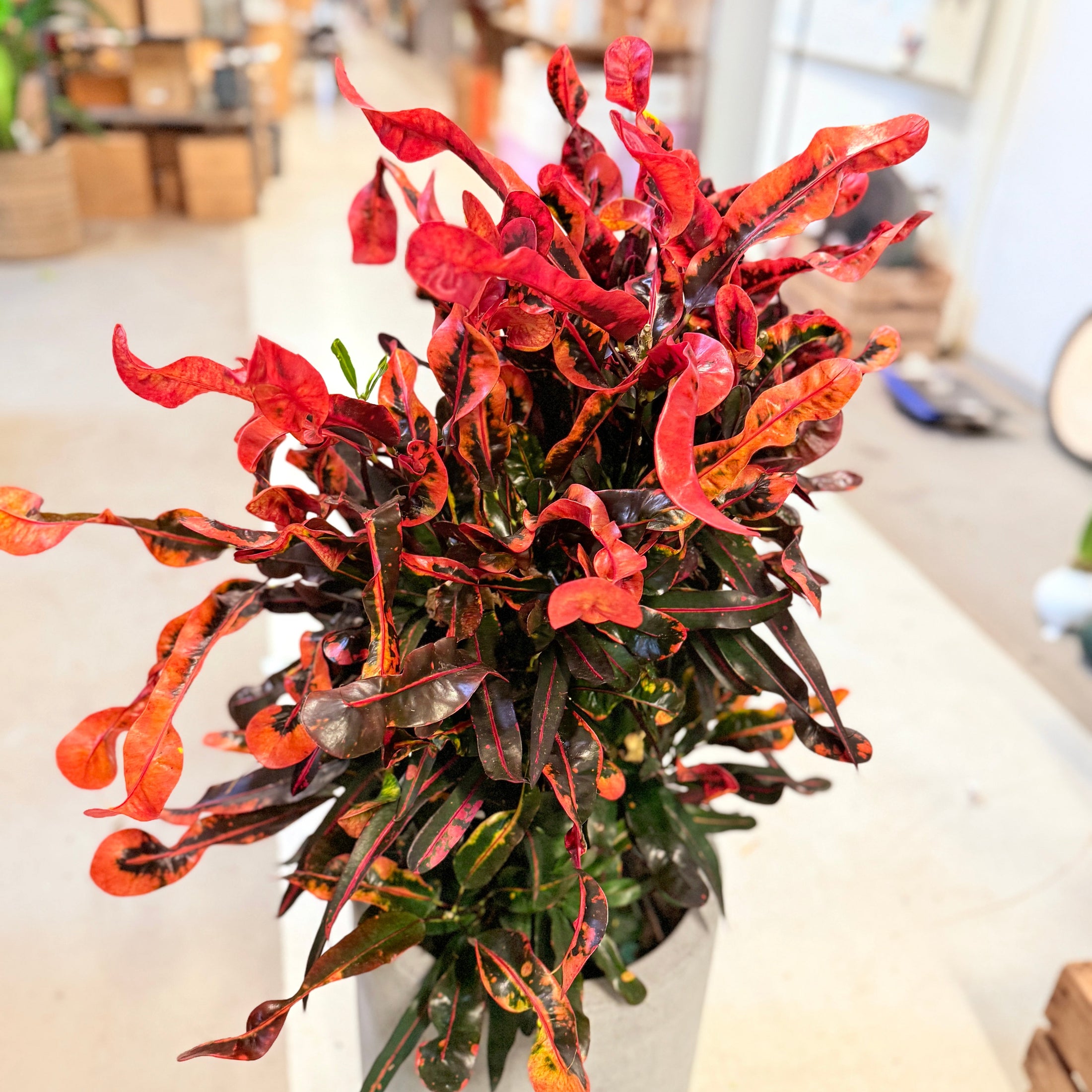 Croton (Codiaeum variegatum) – 110 cm i cementkrukke – fra Randers Business Awards