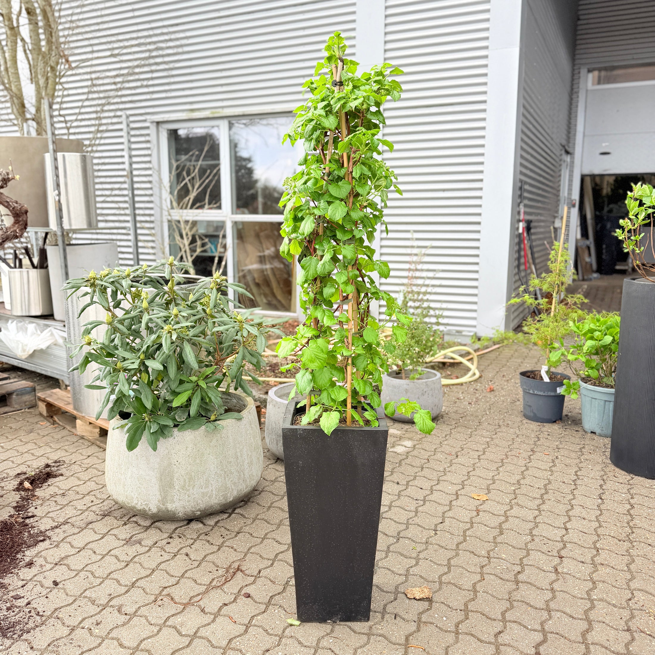 Second Hand Klatrehortensia – Hydrangea petiolaris 160 cm fra Århus