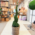 Indlæs billede i gallerivisning, Formklippet buksbom spiral (Buxus sempervirens) – 140 cm i fletkurv - 4 stk.
