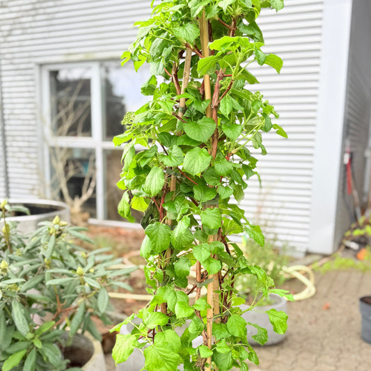 Second Hand Laurbærkirsebær – Prunus lusitanica Angustifolia 160 cm fra Århus