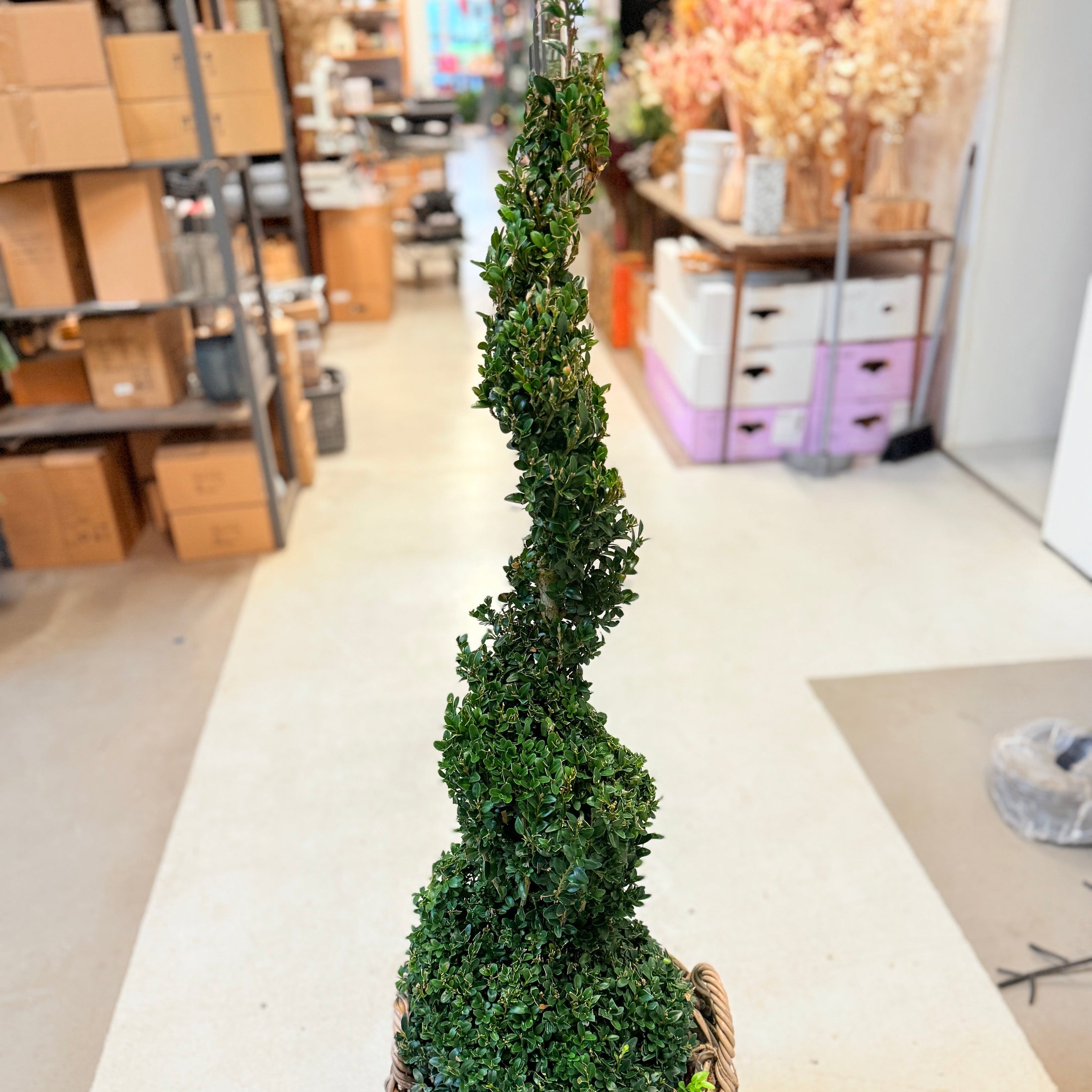 Formklippet buksbom spiral (Buxus sempervirens) – 140 cm i fletkurv - 4 stk.