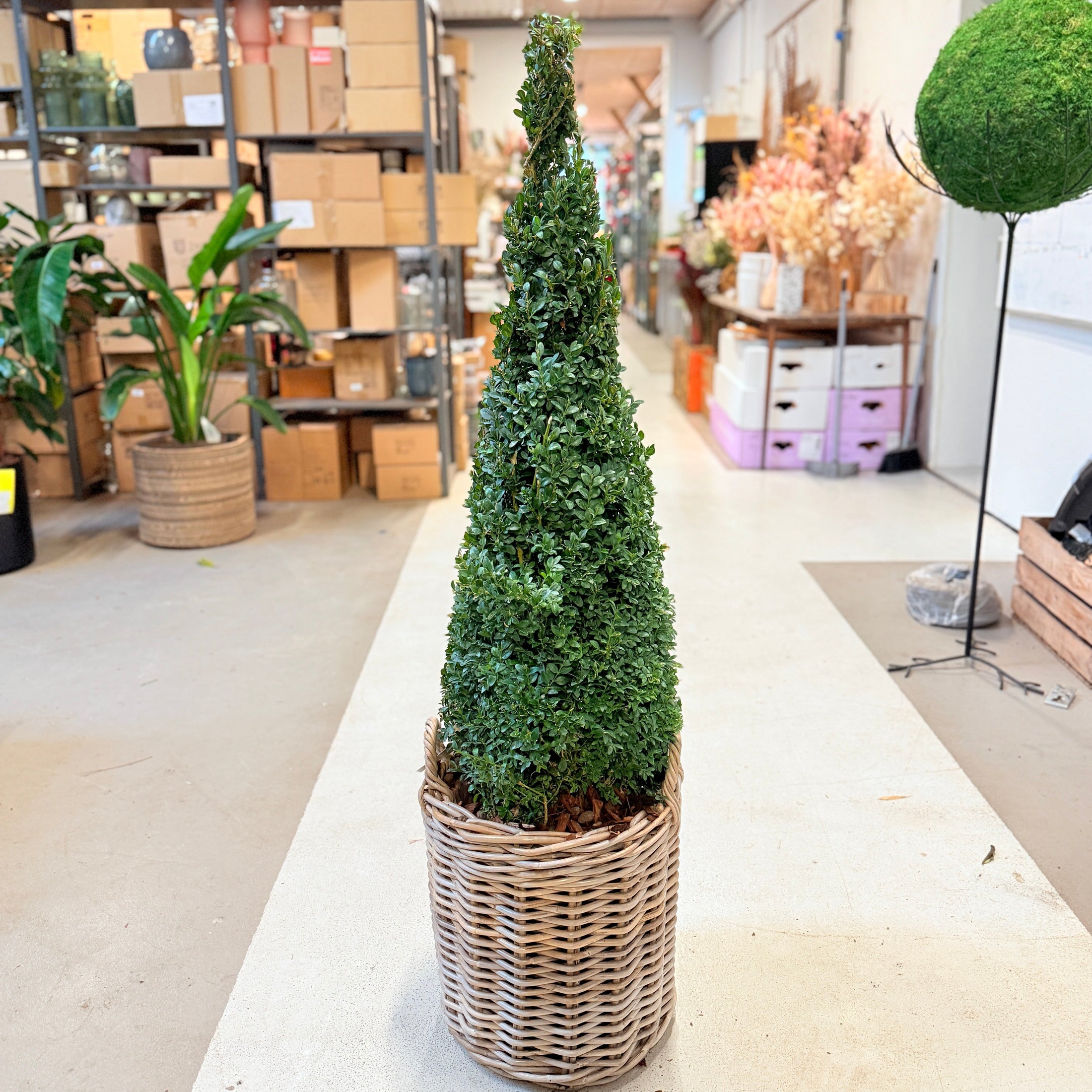 Formklippet buksbom kegle (Buxus sempervirens) – 140 cm i fletkurv - 4 stk.
