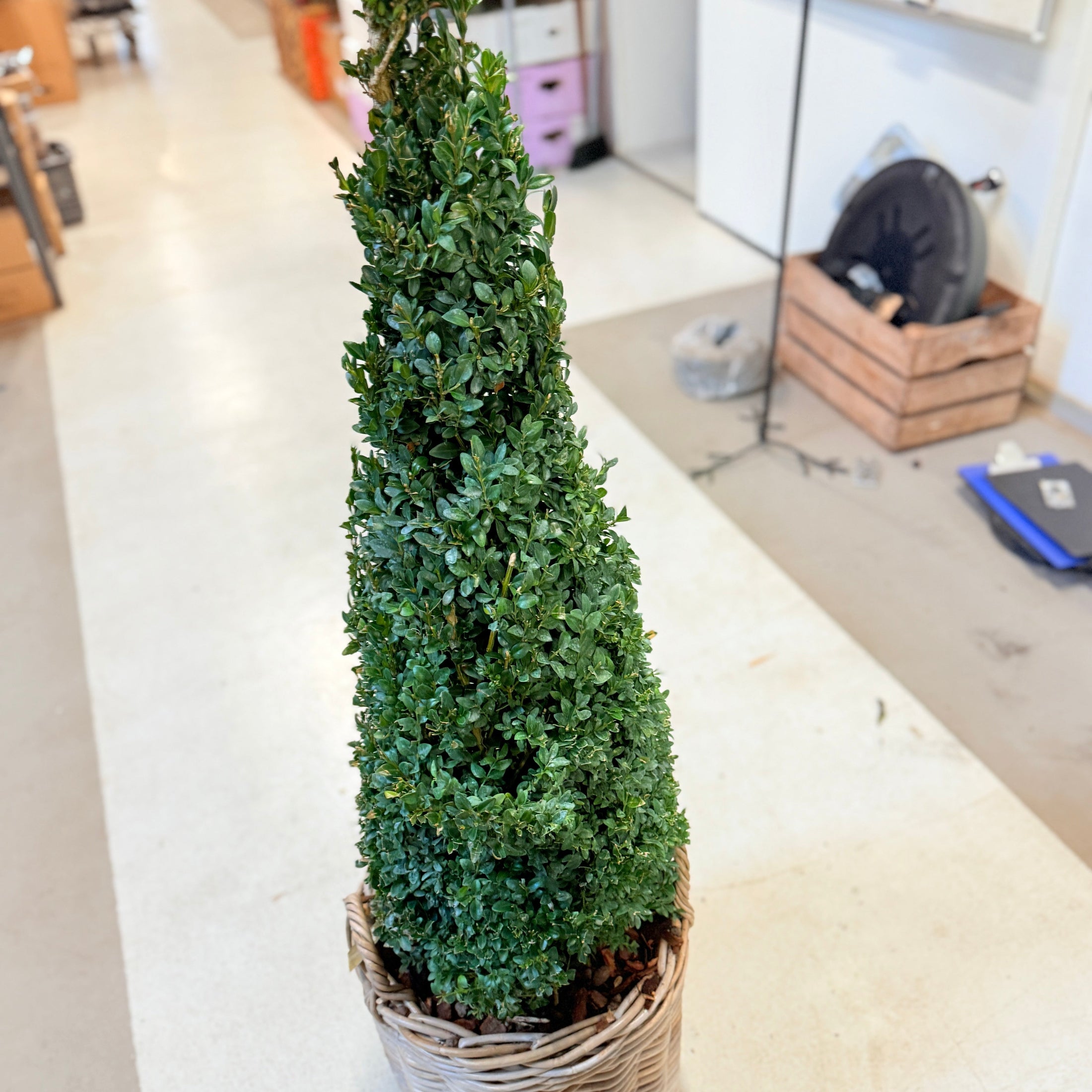 Formklippet buksbom kegle (Buxus sempervirens) – 140 cm i fletkurv - 4 stk.