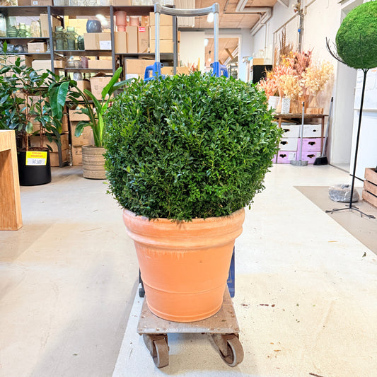 Buksbomkugle (Buxus sempervirens) – Ø60 cm i terracottakrukke