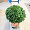 Indlæs billede i gallerivisning, Buksbomkugle (Buxus sempervirens) – Ø60 cm i terracottakrukke
