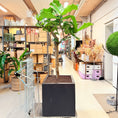 Indlæs billede i gallerivisning, Violinfignetræ (Ficus lyrata) – 175 cm i sort firkantet krukke - 5 stk.
