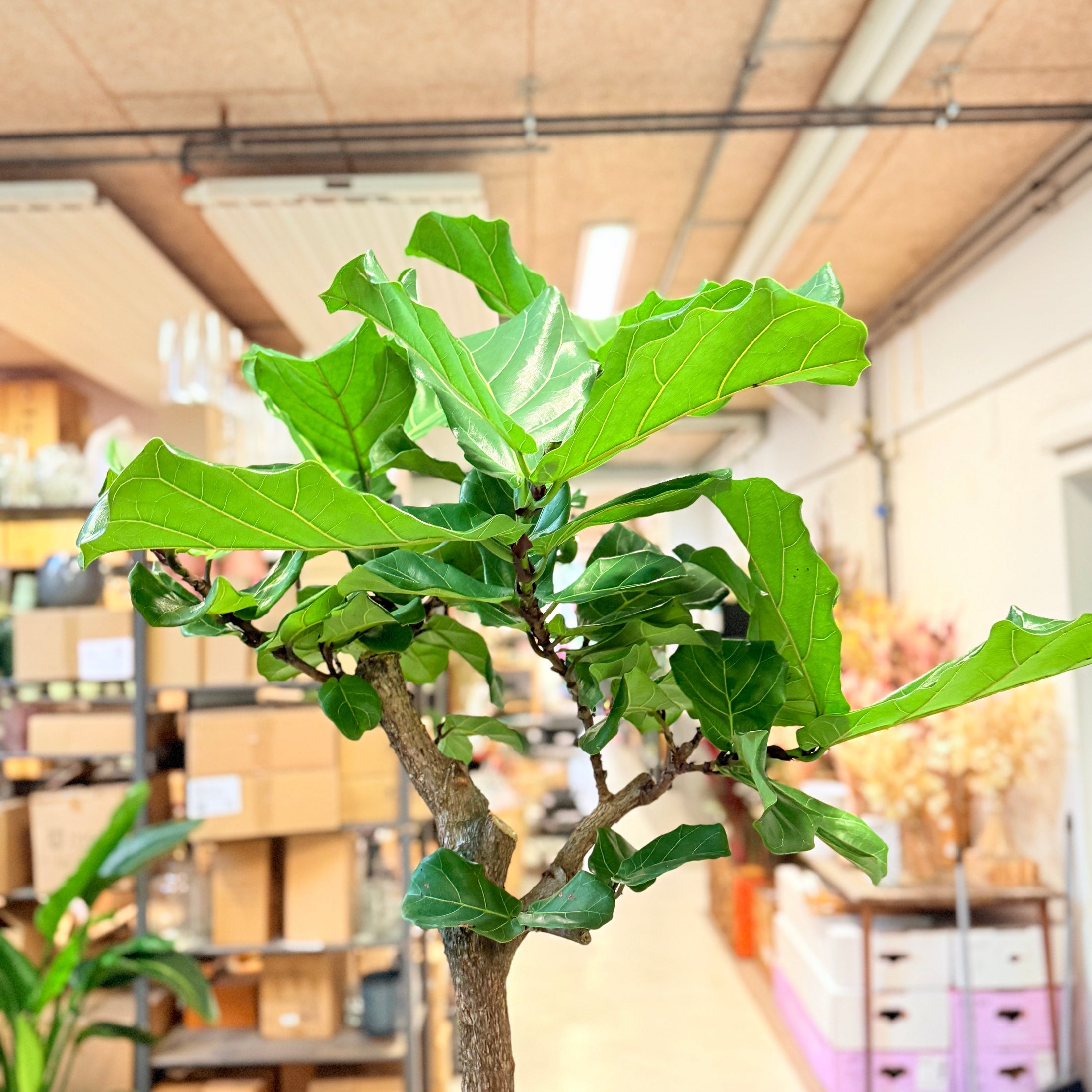 Violinfignetræ (Ficus lyrata) – 175 cm i sort firkantet krukke - 5 stk.