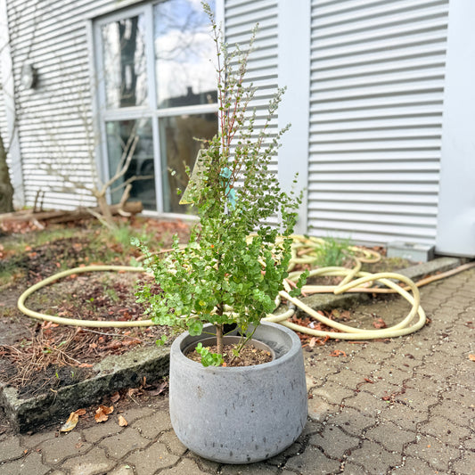 Second Hand Eucalyptus – Eucalyptus gunnii Azura 105 cm fra Århus