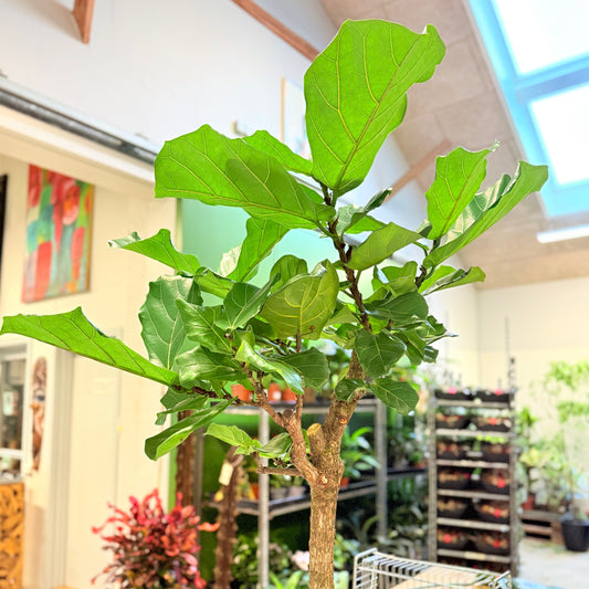Violinfignetræ (Ficus lyrata) – 175 cm i sort firkantet krukke - 5 stk.