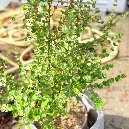 Second Hand Eucalyptus – Eucalyptus gunnii Azura 105 cm fra Århus