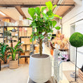 Indlæs billede i gallerivisning, Violinfigen (Ficus lyrata) – stort træ i lys cementkrukke – 220 cm
