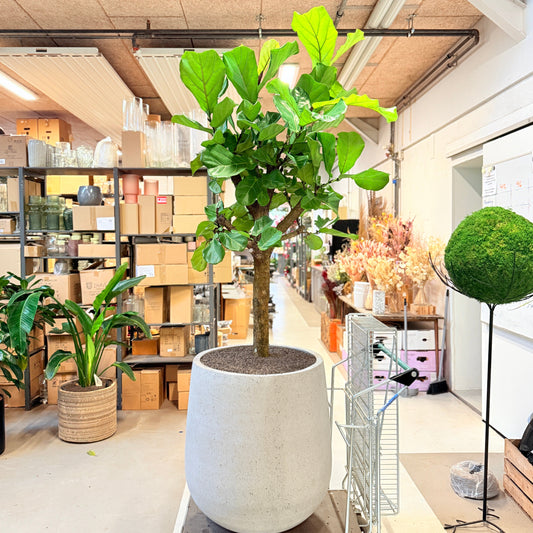 Violinfigen (Ficus lyrata) – stort træ i lys cementkrukke – 220 cm