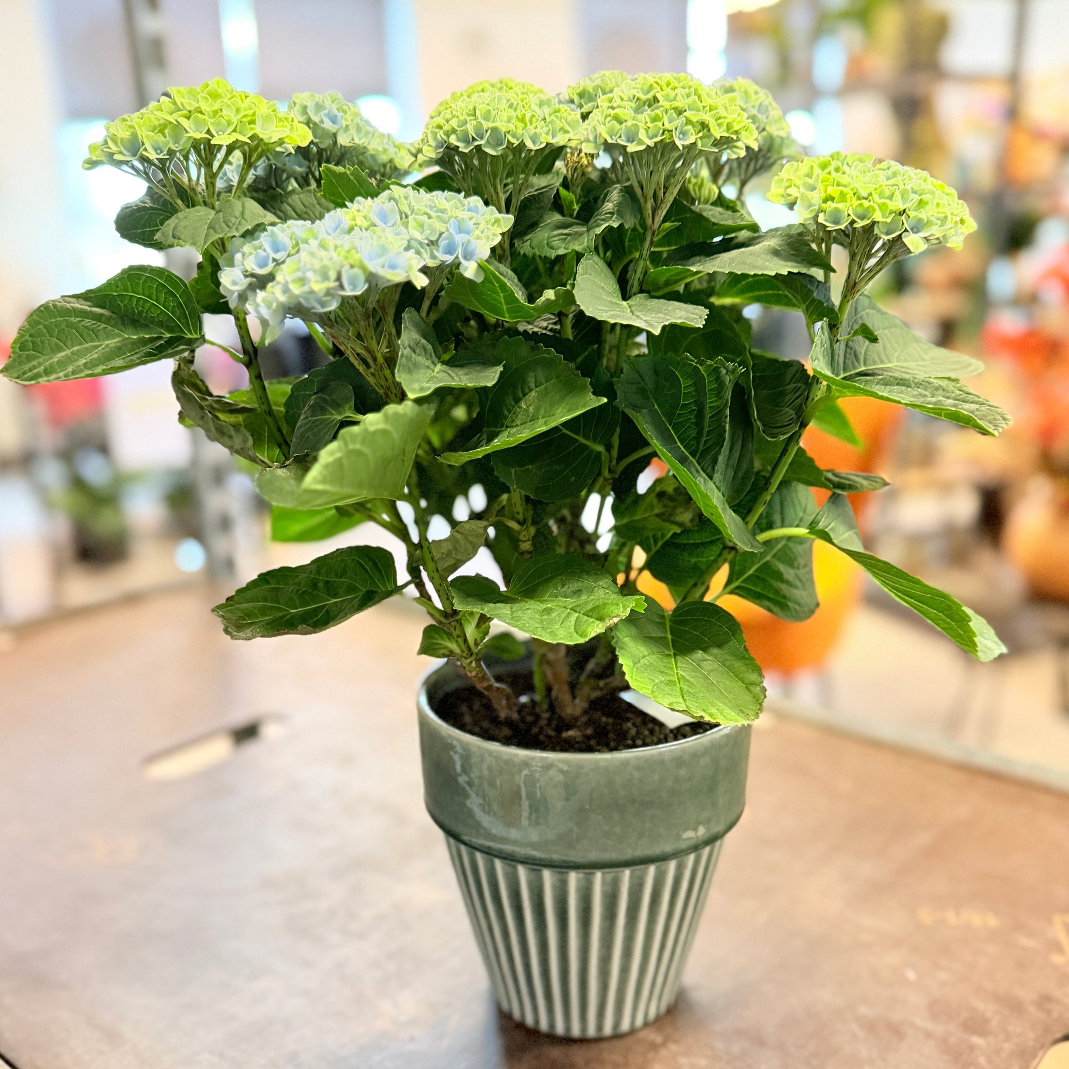 Second Hand Hortensia – Kompakt Hydrangea macrophylla i Grøn Krukke fra Århus