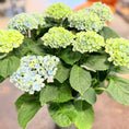 Indlæs billede i gallerivisning, Second Hand Hortensia – Kompakt Hydrangea macrophylla i Grøn Krukke fra Århus
