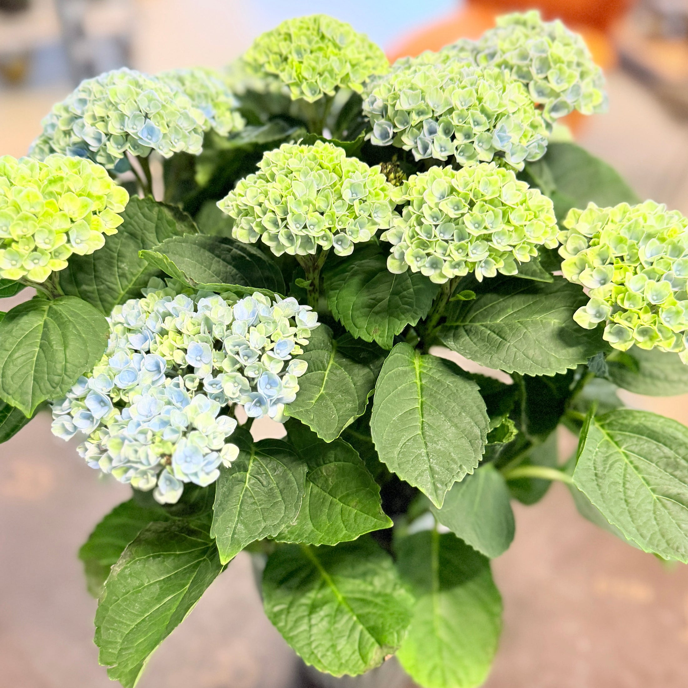 Second Hand Hortensia – Kompakt Hydrangea macrophylla i Grøn Krukke fra Århus