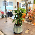 Indlæs billede i gallerivisning, Second Hand Anthurium – Grøn Stueplante på Mosstok i Grøn Krukke fra Århus
