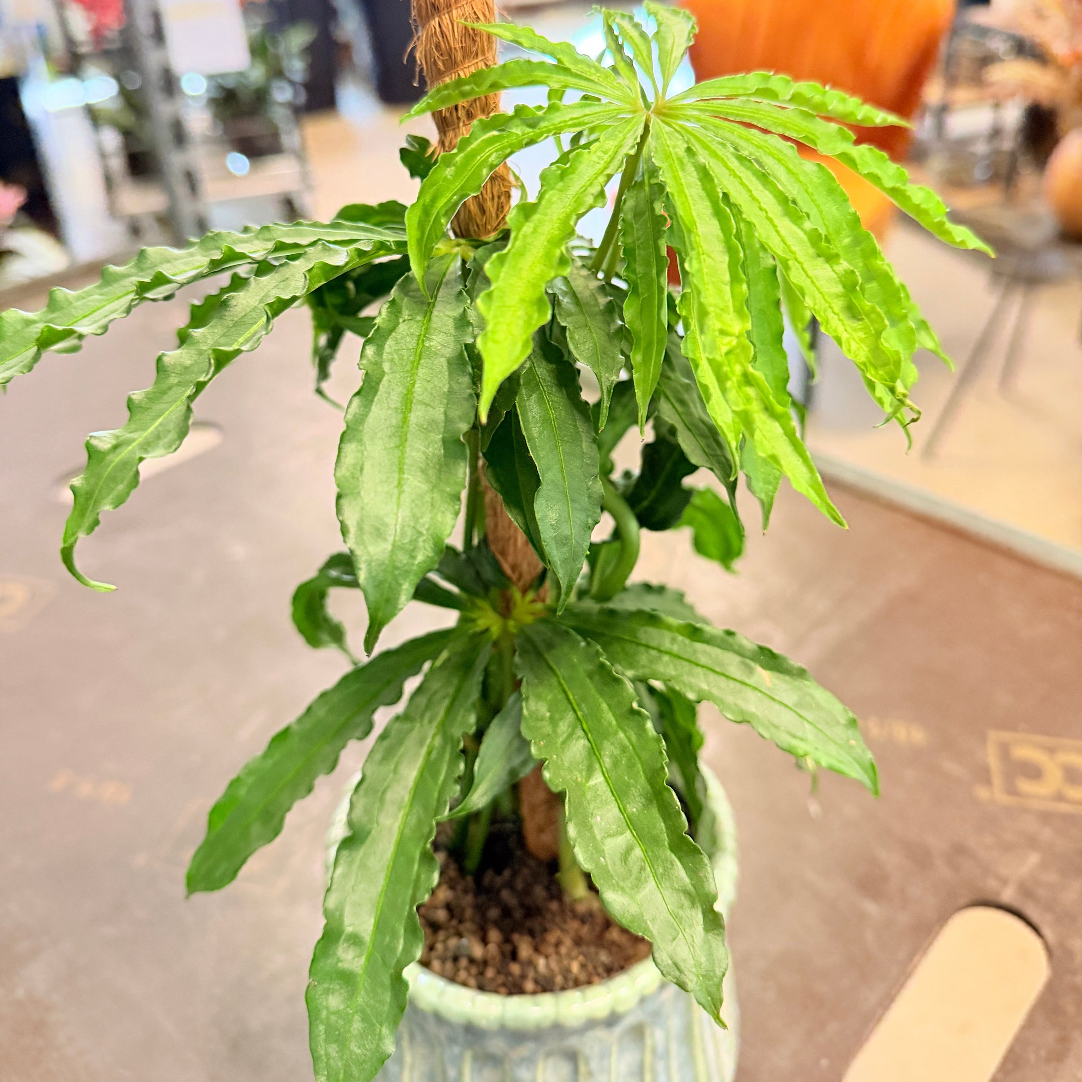 Second Hand Anthurium – Grøn Stueplante på Mosstok i Grøn Krukke fra Århus