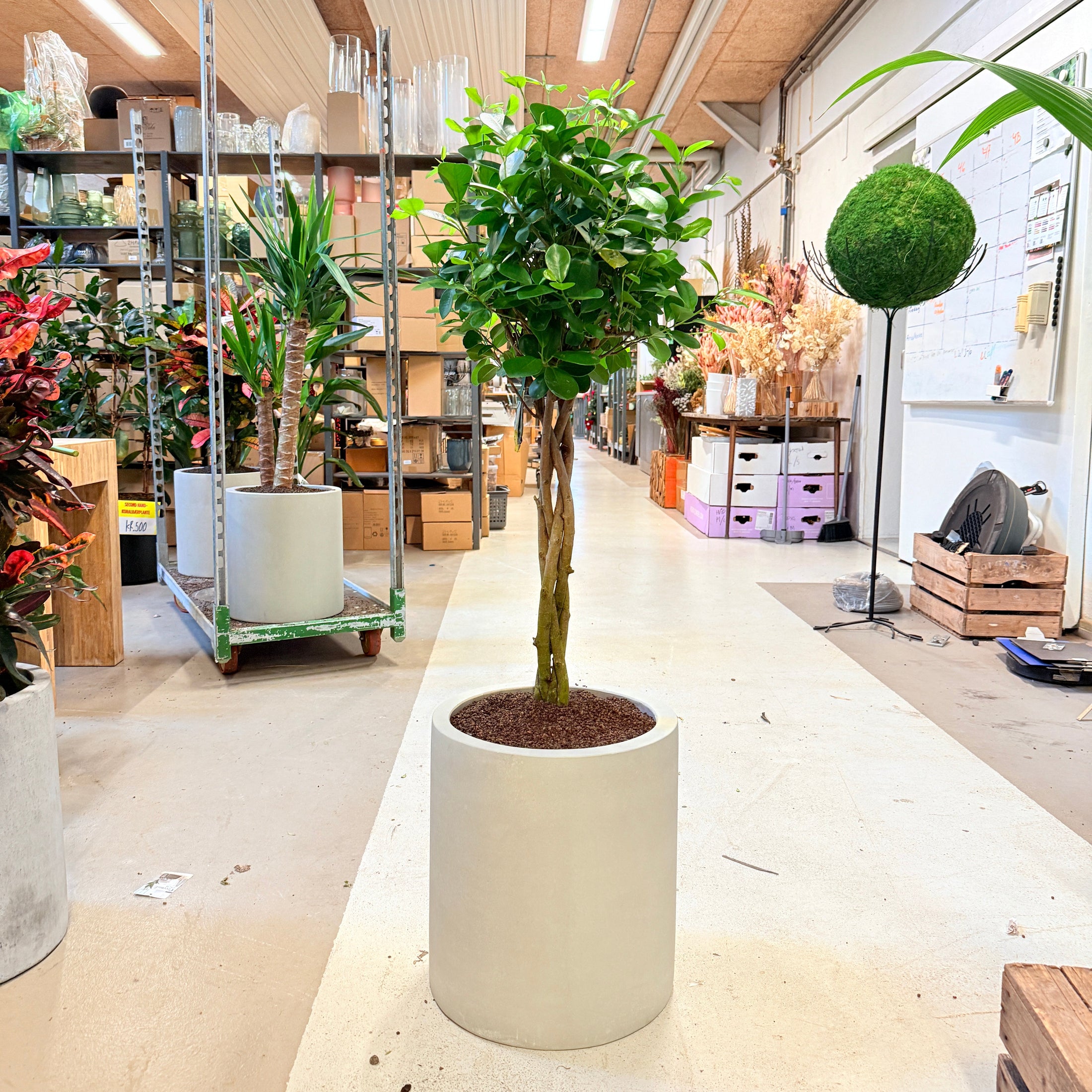 Clusiatræ (Clusia rosea ‘Princess’) i lys krukke – 130 cm høj - 5 stk.