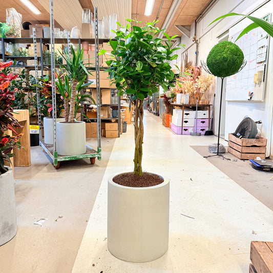 Clusiatræ (Clusia rosea ‘Princess’) i lys krukke – 130 cm høj - 5 stk.