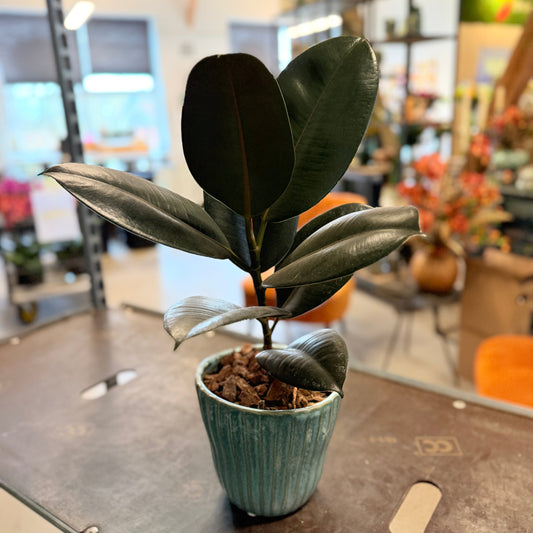 Second Hand Gummiplante – Ficus elastica i Grøn Rillet Krukke fra Århus