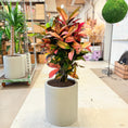Indlæs billede i gallerivisning, Kroton (Codiaeum variegatum) i lys krukke – 110 cm høj - 10 stk.
