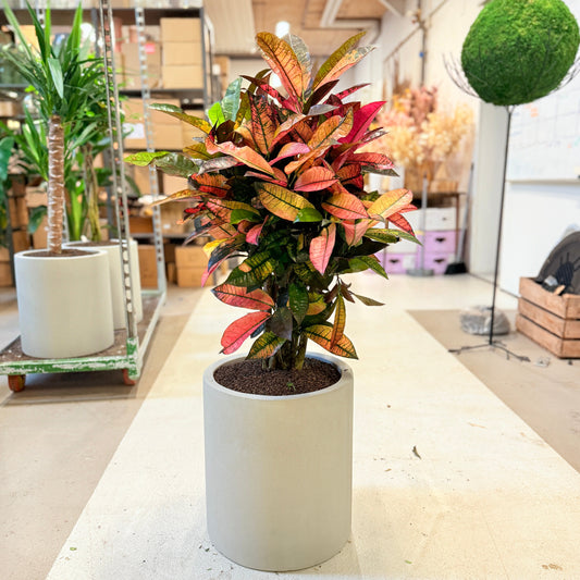Kroton (Codiaeum variegatum) i lys krukke – 110 cm høj - 10 stk.