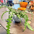Indlæs billede i gallerivisning, Second Hand Fiskebenskaktus – Epiphyllum anguliger i Dekorativ Skål fra Århus
