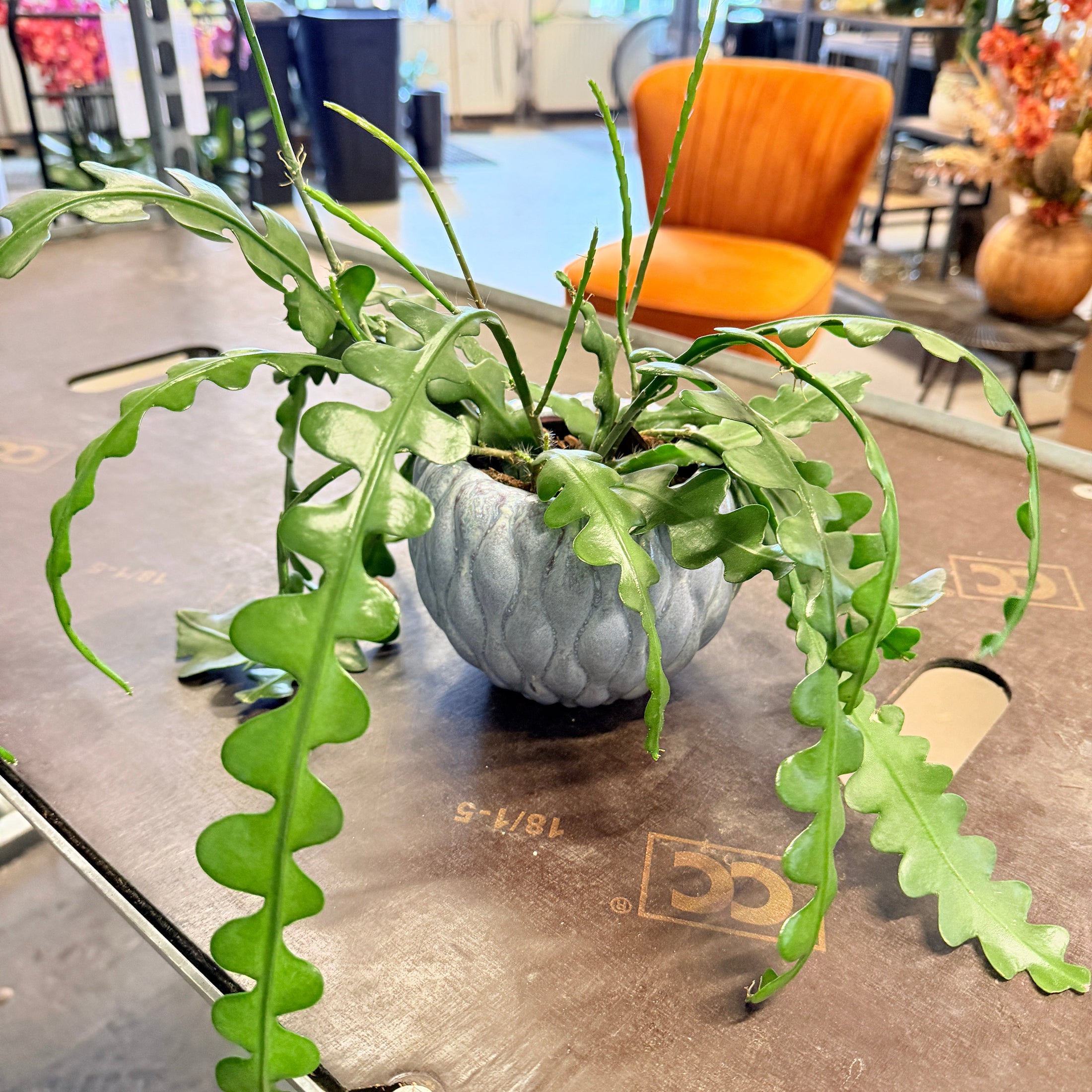 Second Hand Fiskebenskaktus – Epiphyllum anguliger i Dekorativ Skål fra Århus